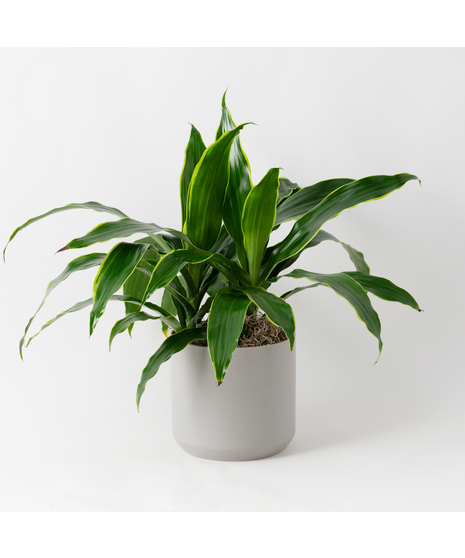 This 6 in. Dracaena Janet Craig plant is part of the vast Dracaena plant family and is also known as Dracaena deremensis