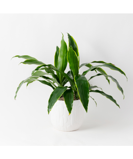 This 6 in. Dracaena Janet Craig plant is part of the vast Dracaena plant family and is also known as Dracaena deremensis