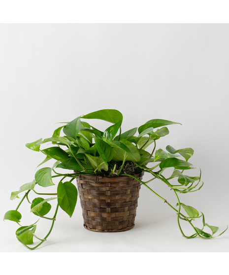 This petite pothos ivy plant is easy to care for and does well with moderate light in the home or office.