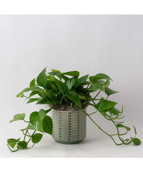 This petite pothos ivy plant is easy to care for and does well with moderate light in the home or office.