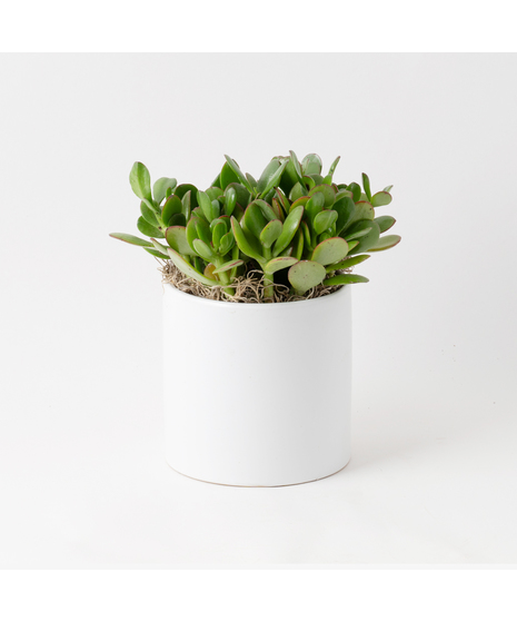 The Snake Plant, a member of the Asparagaceae family, is scientifically known as Sansevieria trifasciata.