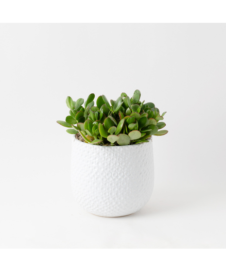 The Snake Plant, a member of the Asparagaceae family, is scientifically known as Sansevieria trifasciata.