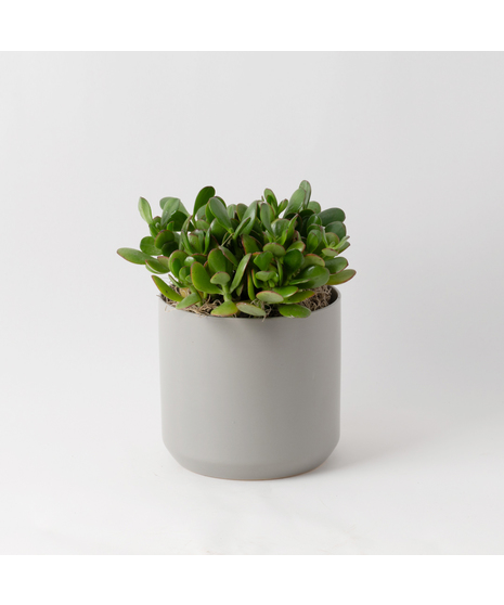The Snake Plant, a member of the Asparagaceae family, is scientifically known as Sansevieria trifasciata.