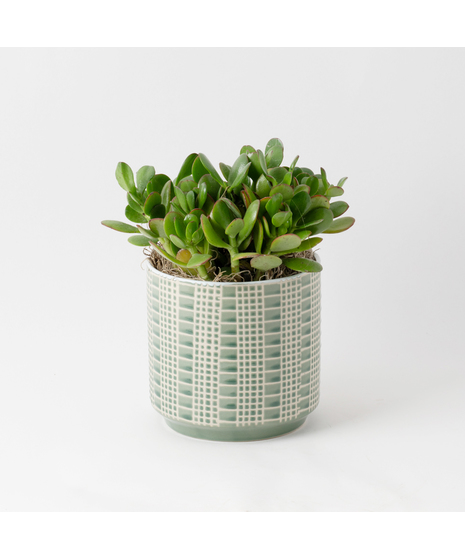 The Snake Plant, a member of the Asparagaceae family, is scientifically known as Sansevieria trifasciata.