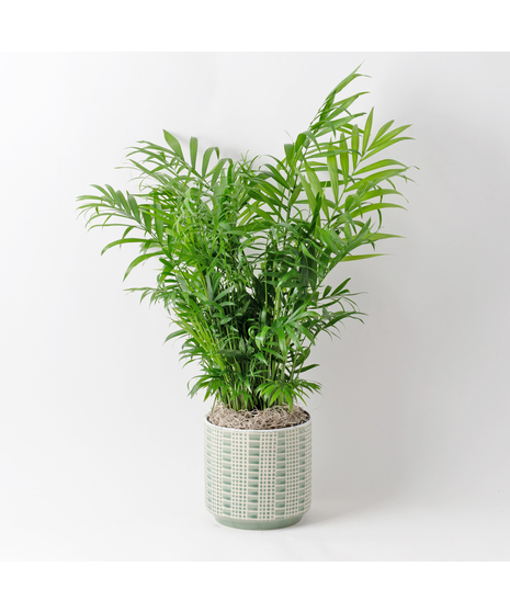 The Bella Palm, also known as the 