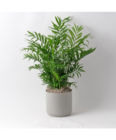 The Bella Palm, also known as the 