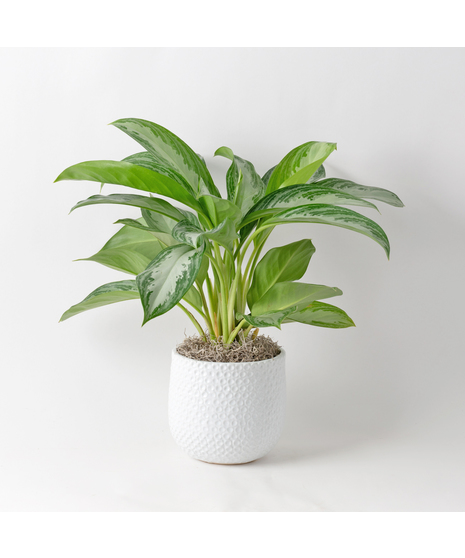 Deluxe Chinese Evergreen plants, also known as Aglaonema, are unique 6-inch indoor plants that add a touch of elegance to any office or home decor