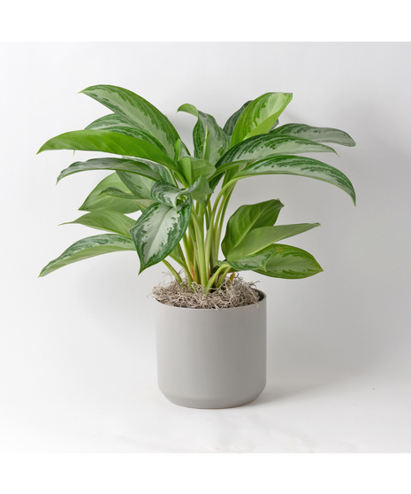 Deluxe Chinese Evergreen plants, also known as Aglaonema, are unique 6-inch indoor plants that add a touch of elegance to any office or home decor