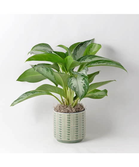Deluxe Chinese Evergreen plants, also known as Aglaonema, are unique 6-inch indoor plants that add a touch of elegance to any office or home decor