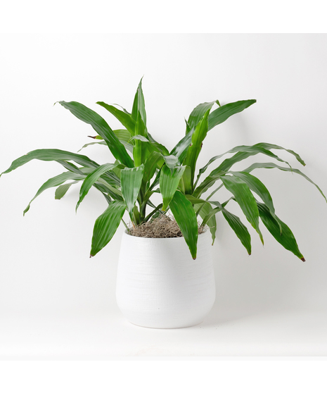 Deluxe Medium Dracaena Janet Craig