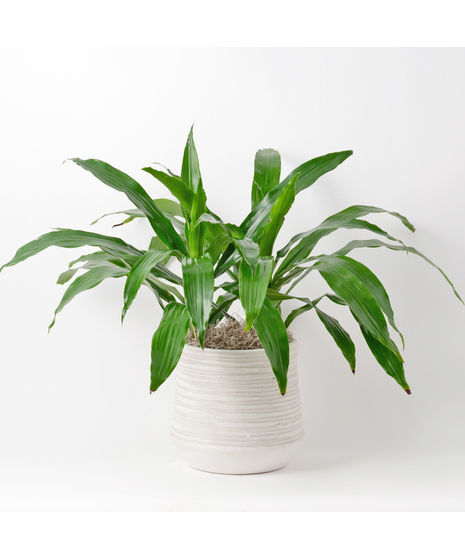 The 8-inch Dracaena Janet Craig, also known as Dracaena deremensis, is a distinguished member of the expansive Dracaena plant family. 