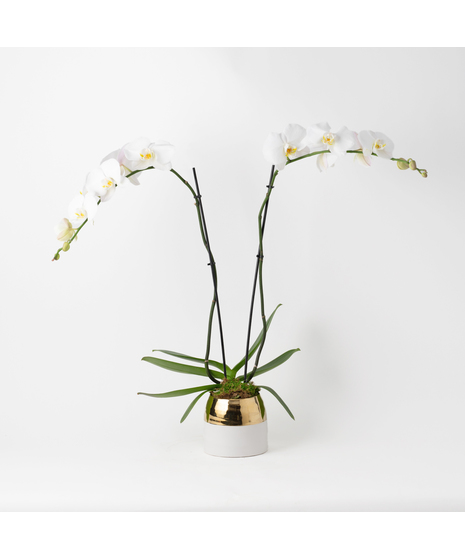 Deluxe Double White Phalaenopsis
