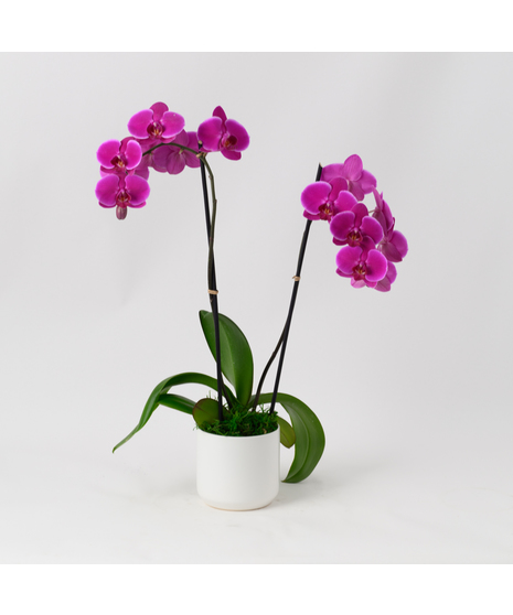 Double Purple Phalaenopsis