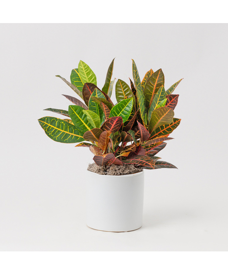 This 6 in. boldly colorful foliage of the Croton tropical perennial makes this plant the perfect plant to add bold splashes of color in the office or home.