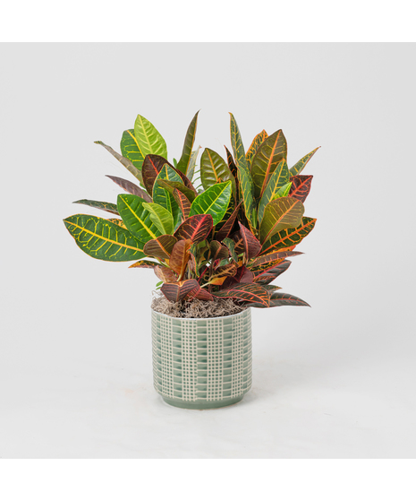 This 6 in. boldly colorful foliage of the Croton tropical perennial makes this plant the perfect plant to add bold splashes of color in the office or home.