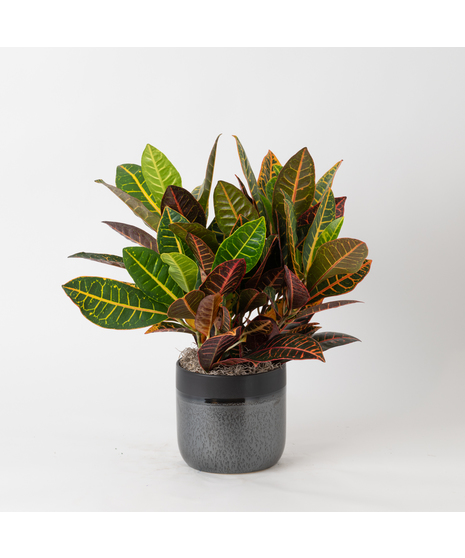 This 6 in. boldly colorful foliage of the Croton tropical perennial makes this plant the perfect plant to add bold splashes of color in the office or home.