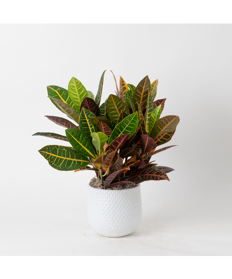 This 6 in. boldly colorful foliage of the Croton tropical perennial makes this plant the perfect plant to add bold splashes of color in the office or home.