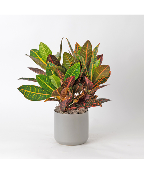 Deluxe Croton Plant