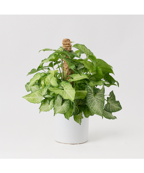 The Nephthytis Pole is a stunning addition to any indoor plant collection, featuring vibrant, heart-shaped leaves with deep green hues