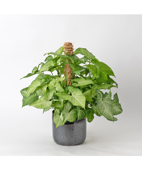 The Nephthytis Pole is a stunning addition to any indoor plant collection, featuring vibrant, heart-shaped leaves with deep green hues