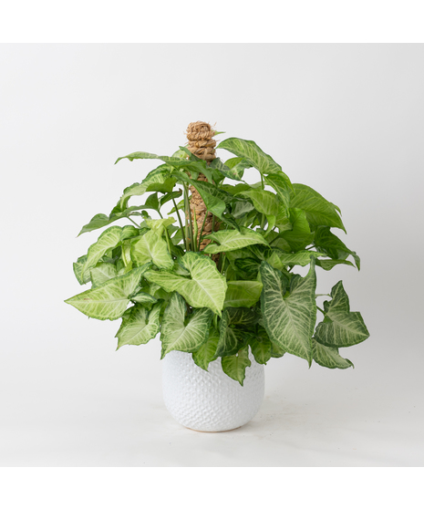 Deluxe Nephthytis Pole