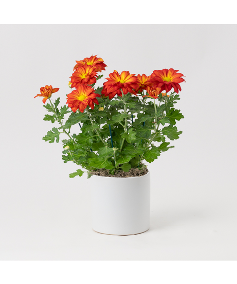 Our Fall Mum is a seasonal favorite that brings vibrant autumn hues to any setting. 