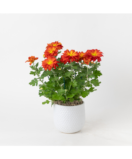 Our Fall Mum is a seasonal favorite that brings vibrant autumn hues to any setting. 
