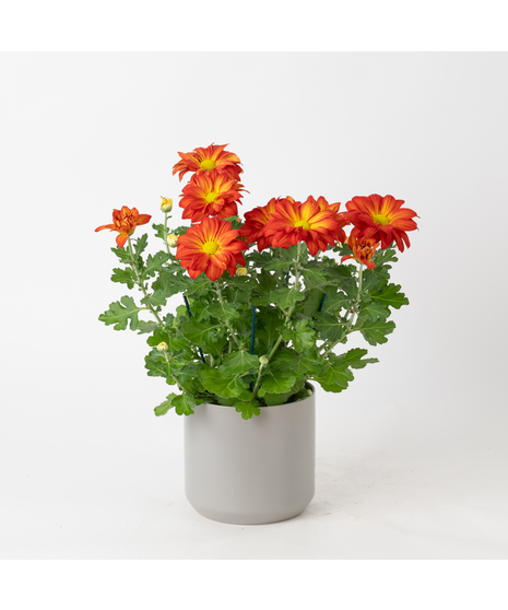 Our Fall Mum is a seasonal favorite that brings vibrant autumn hues to any setting. 