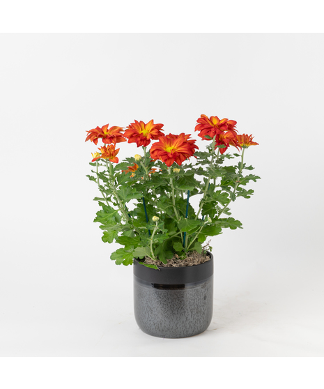 Our Fall Mum is a seasonal favorite that brings vibrant autumn hues to any setting. 