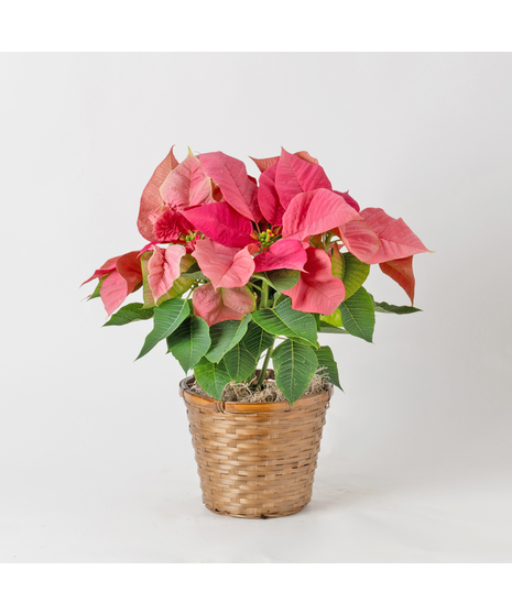 Pink Poinsettia