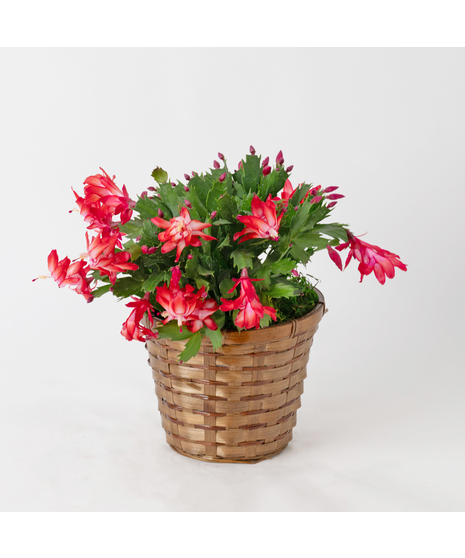 Christmas Cactus Zygo
