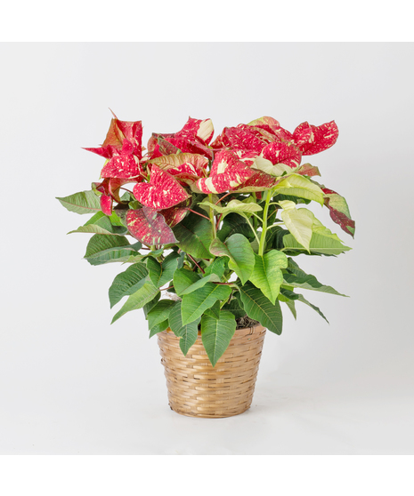 Jingle Bell Poinsettia