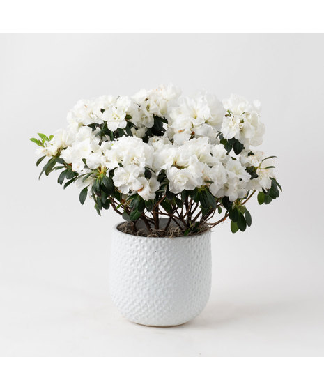 White azalea flowering plant. 