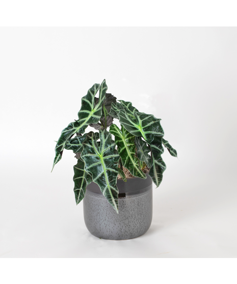 Bring a bold and tropical touch to any space with our Alocasia in an upgraded 6