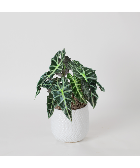 Bring a bold and tropical touch to any space with our Alocasia in an upgraded 6