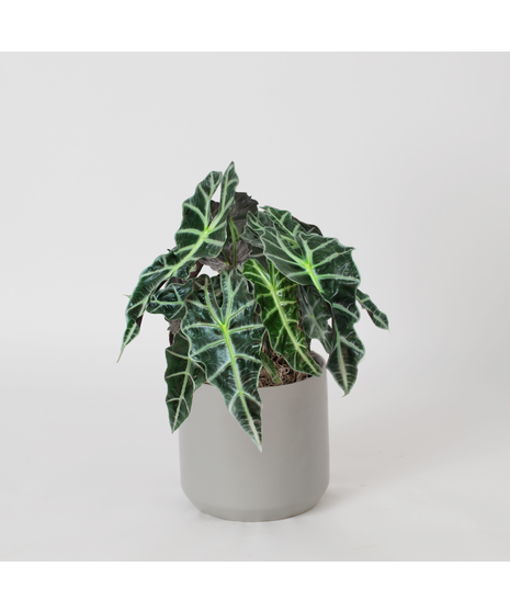 Deluxe Alocasia
