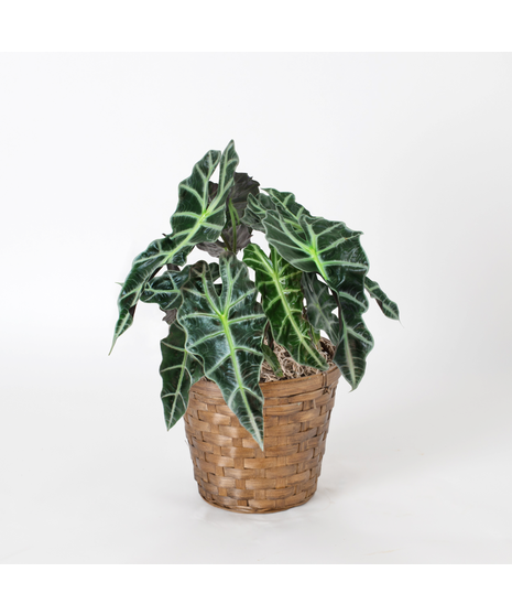 Bring a bold and tropical touch to any space with our Alocasia in an upgraded 6