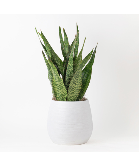 Snake Plant is part of the Asparagaceae family and is commonly known as Sansevieria trifasciata, Saint George's sword, and viper's bowstring hemp. 