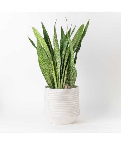 Green Plants