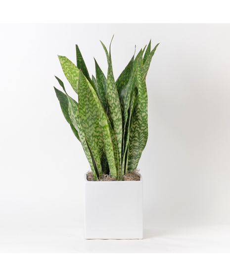Snake Plant is part of the Asparagaceae family and is commonly known as Sansevieria trifasciata, Saint George's sword, and viper's bowstring hemp. 