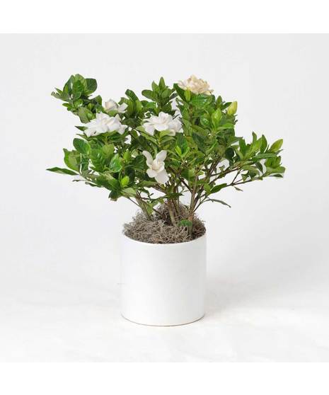 Indulge in the timeless beauty and intoxicating fragrance of the Gardenia. This lush 6-inch plant boasts