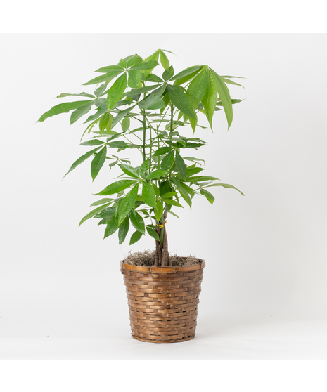 This 10-inch indoor plant brings a touch of exotic elegance to any office or home decor