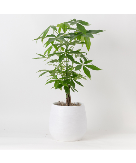 This 10-inch indoor plant brings a touch of exotic elegance to any office or home decor