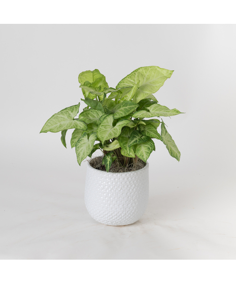 Deluxe Nephthytis