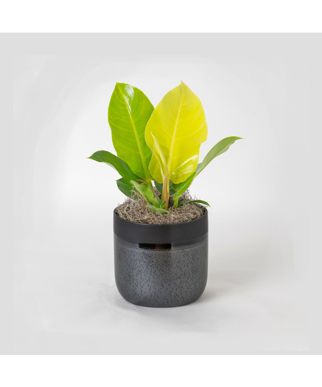 Bring a touch of modern elegance to your space with the Moonlight Philodendron in a 6-inch pot.