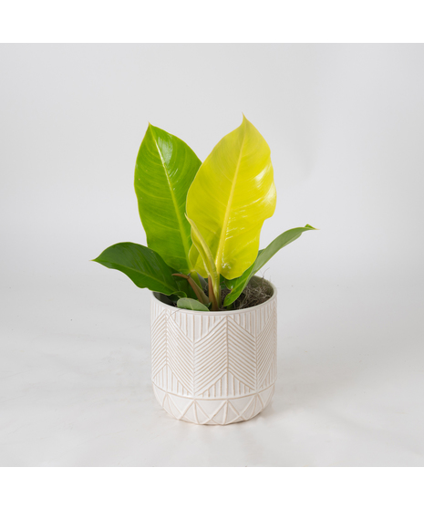 Bring a touch of modern elegance to your space with the Moonlight Philodendron in a 6-inch pot.