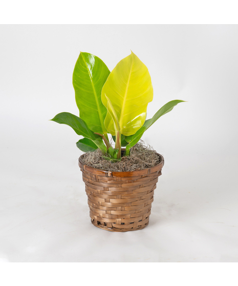 Moonlight Philodendron