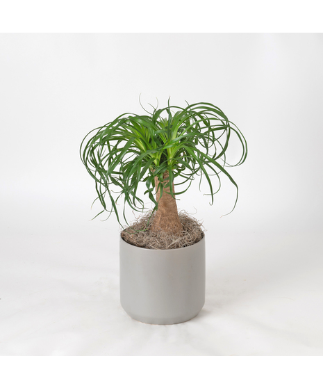 Bring a touch of modern elegance to your space with the Moonlight Philodendron in a 6-inch pot.