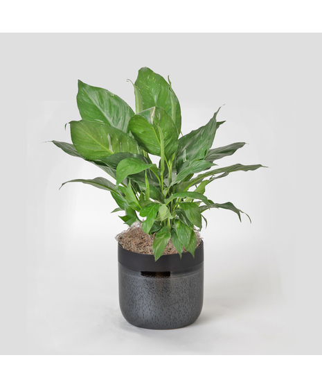 Deluxe Dominoe Spathiphyllum Plant
