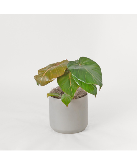 Bring a splash of tropical radiance into your space with our Summer Glory Philodendron.